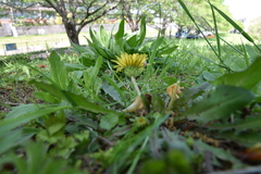 Taraxacum platycarpum