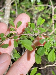 Synostemon albiflorus