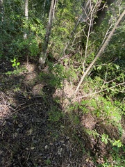 Synostemon albiflorus