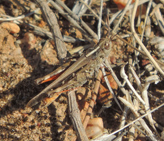 Austroicetes