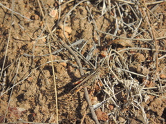 Austroicetes