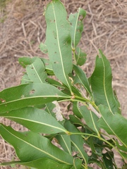 Atalaya multiflora