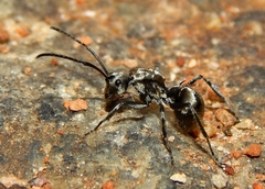 Polyrhachis illaudata