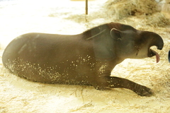 Tapirus
