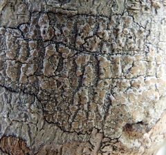 Lecanora kohu