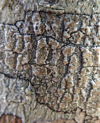 Lecanora kohu