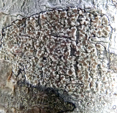 Lecanora kohu