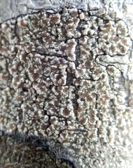 Lecanora kohu
