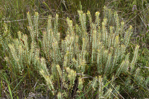 Image of Gnidia styphelioides by (c) Andrew Gillespie, some rights reserved (CC BY-SA)
