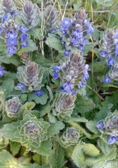 Ajuga genevensis