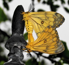 Pseudaphelia apollinaris