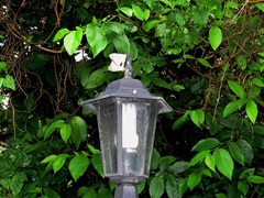 Pseudaphelia apollinaris