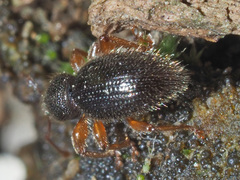 Barypeithes pellucidus