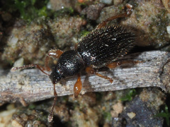 Barypeithes pellucidus