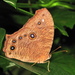 African Common Evening Brown - Photo (c) Peter Vos, some rights reserved (CC BY-NC), uploaded by Peter Vos