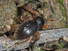 Barypeithes pellucidus