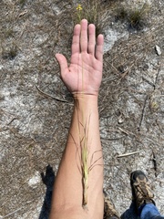 Xyris stenotera