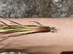 Xyris stenotera