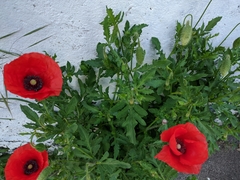 Papaver rhoeas