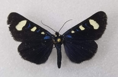 Alypiodes flavilinguis