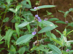 Neuracanthus sphaerostachyus