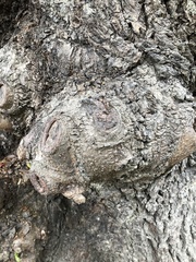 Copaifera officinalis