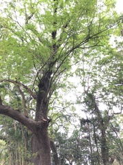 Copaifera officinalis