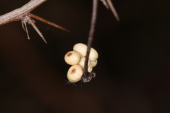 Entometa guttularis