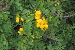 Senna cumingii