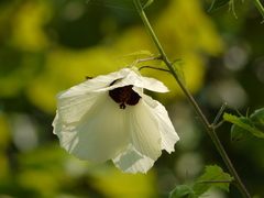 Hibiscus vitifolius