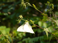 Hibiscus vitifolius