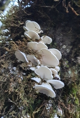 Gloeoporus phlebophorus