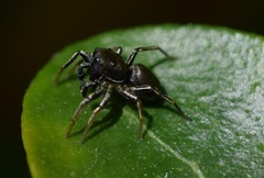 Heliophanus cupreus