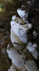 Gloeoporus phlebophorus