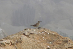 Upucerthia dumetaria