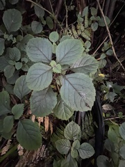 Plectranthus ciliatus