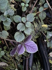 Plectranthus ciliatus