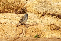Rhopospina alaudina