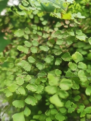 Adiantum raddianum