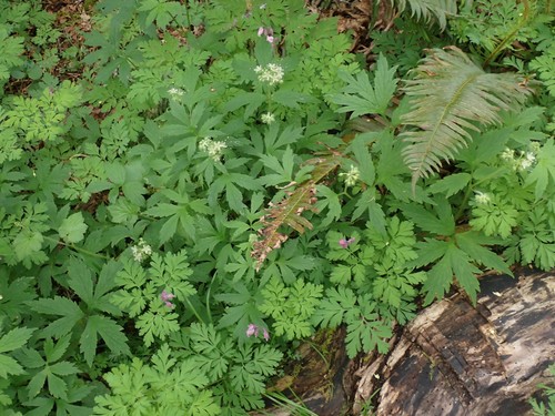 Pacific waterleaf (Hydrophyllum tenuipes)