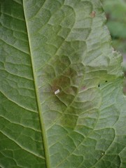 Pegomya bicolor