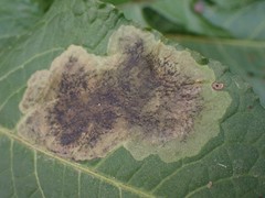 Pegomya bicolor