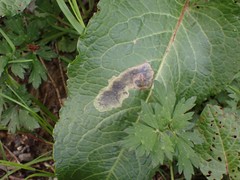 Pegomya bicolor