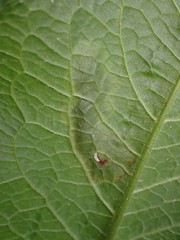 Pegomya bicolor