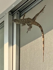 Basiliscus vittatus