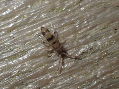 Entomobrya triangularis