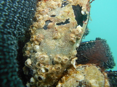 Parasmittina delicatula