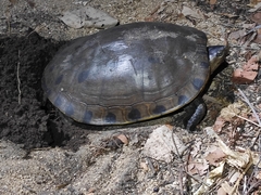 Trachemys grayi grayi