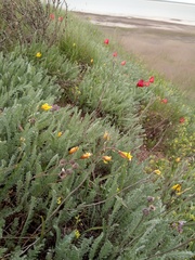 Tulipa sylvestris australis