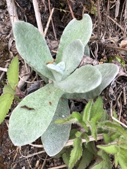 Pseudognaphalium adnatum